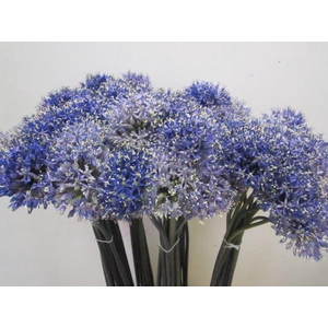 Allium Mount Blauw