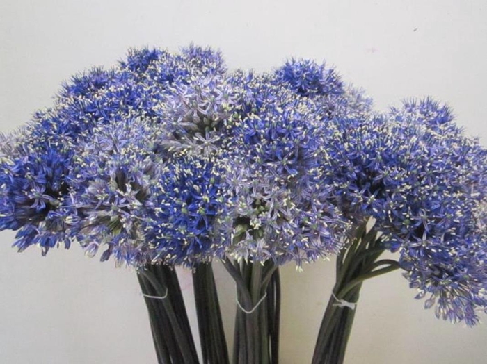 <h4>Allium Mount Blauw</h4>