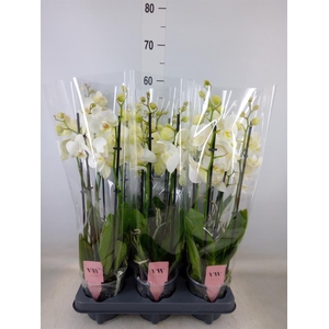 Phalaenopsis  'Ant Inverness'