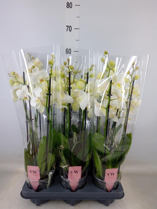 <h4>Phalaenopsis  'Ant Inverness'</h4>