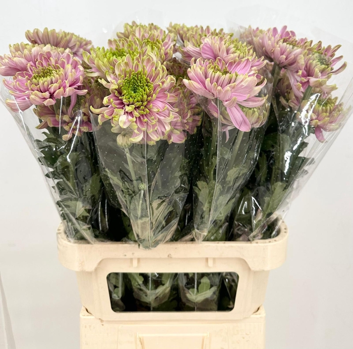 Chrys Gp Rossano Purple