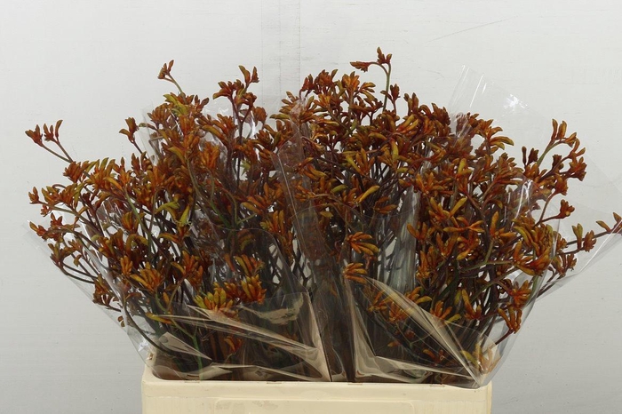 <h4>Anigoz Bush Sunset</h4>