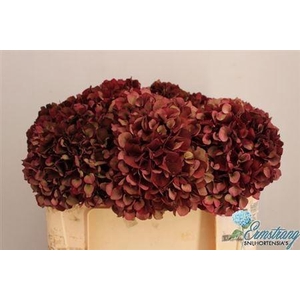 Hydr M Mag Rubyrd Cl