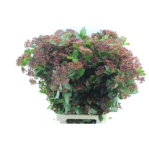 Viburnum Berries Xxl