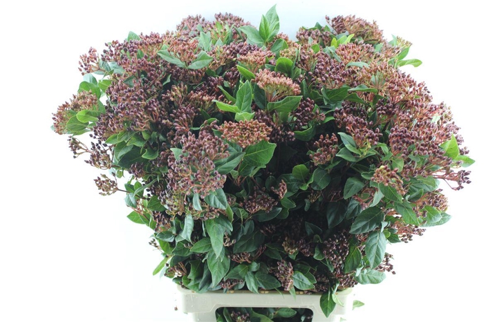 <h4>Viburnum Berries Xxl</h4>