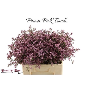 LIM PIUMA PINK TOUCH