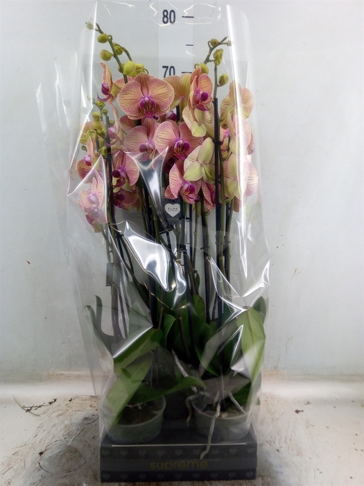 <h4>Phalaenopsis  'Golden Leopard'</h4>