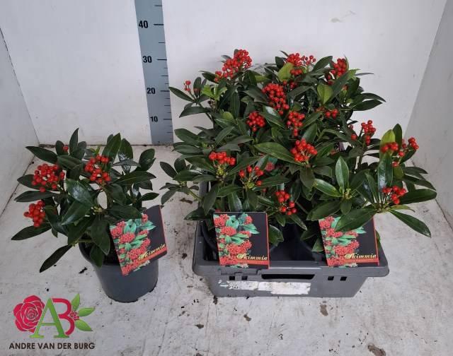 <h4>SKIM J PABELLA</h4>