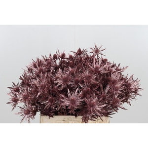 Eryn Orion Kl Bh Rose Goud