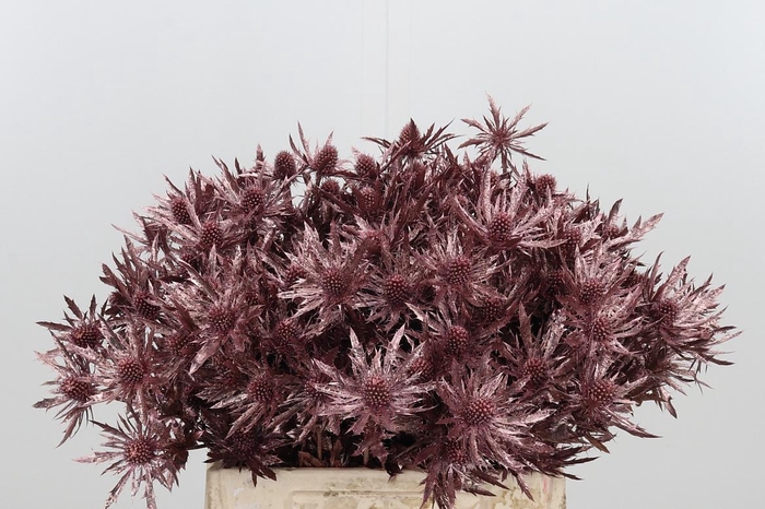 <h4>Eryn Orion Kl Bh Rose Goud</h4>