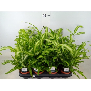 Pteris cretica 'Albolineata'