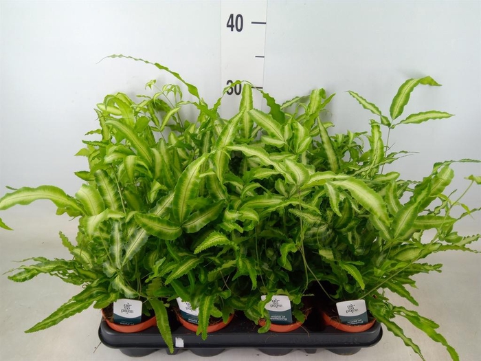 <h4>Pteris cretica 'Albolineata'</h4>