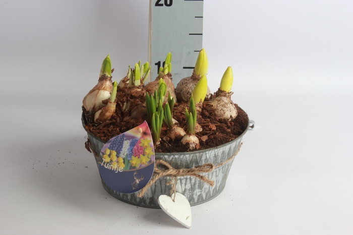 <h4>ARR BOL KNOLGEWAS</h4>