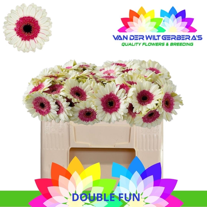 <h4>GE MI DOUBLE FUN</h4>