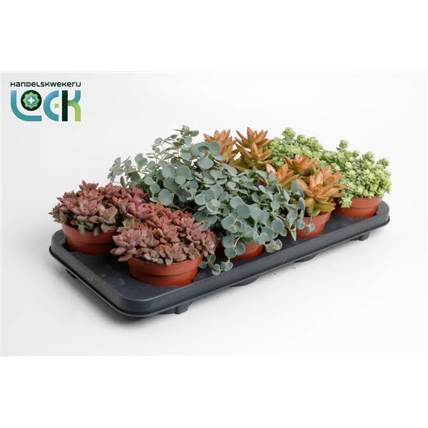 <h4>Sedum Mix</h4>