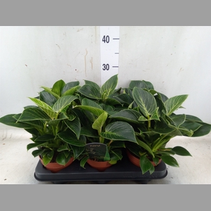 Philodendron   ...