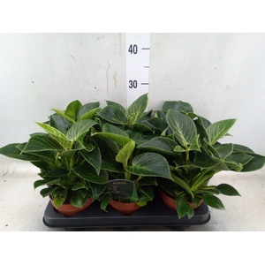 Philodendron   ...