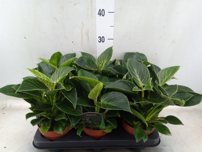 <h4>Philodendron   ...</h4>