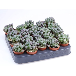 Succulents   ...