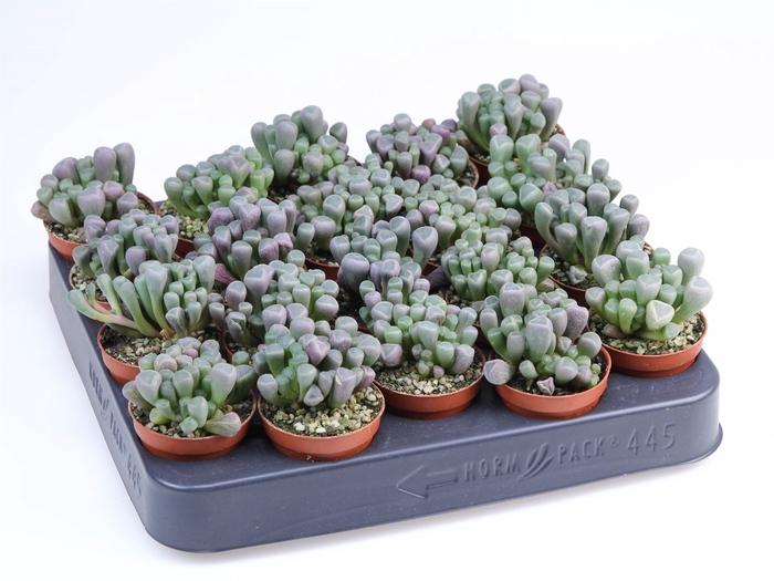 <h4>Succulents   ...</h4>