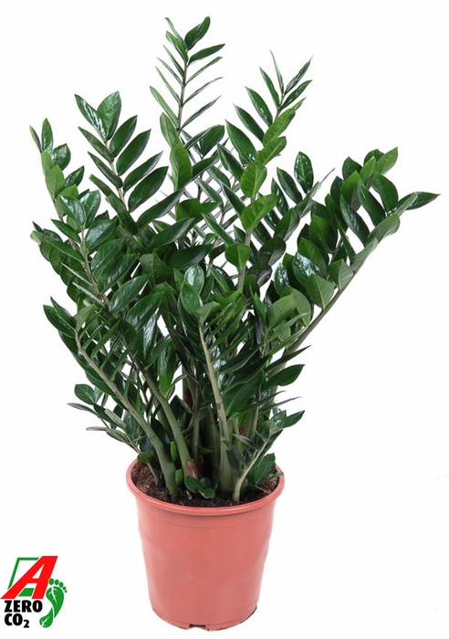 <h4>Zamioculcas Zamiifolia</h4>