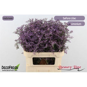 Lim Safora Lilac