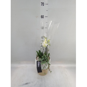 Arr.  Phalaenopsis  H%