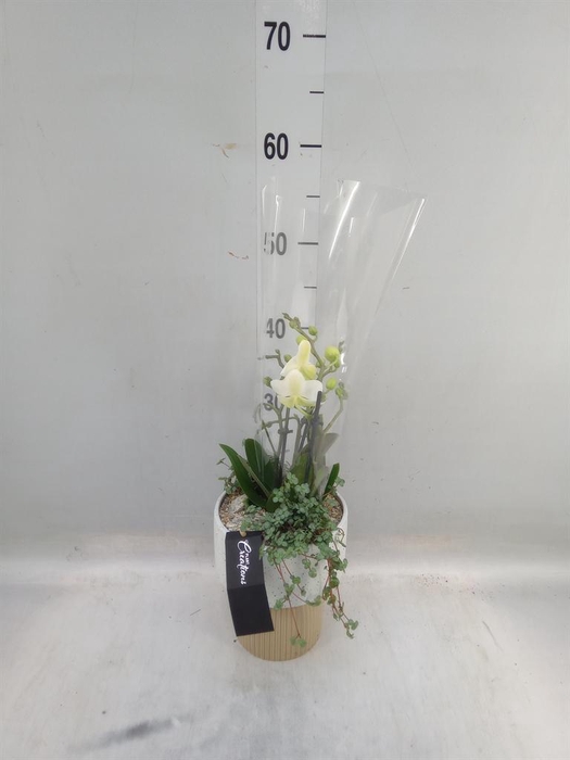 <h4>Arr. Phalaenopsis H%</h4>