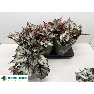 BEG BEL NORD GLACIER