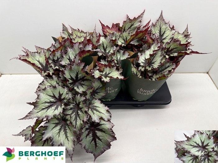 <h4>BEG BEL NORD GLACIER</h4>