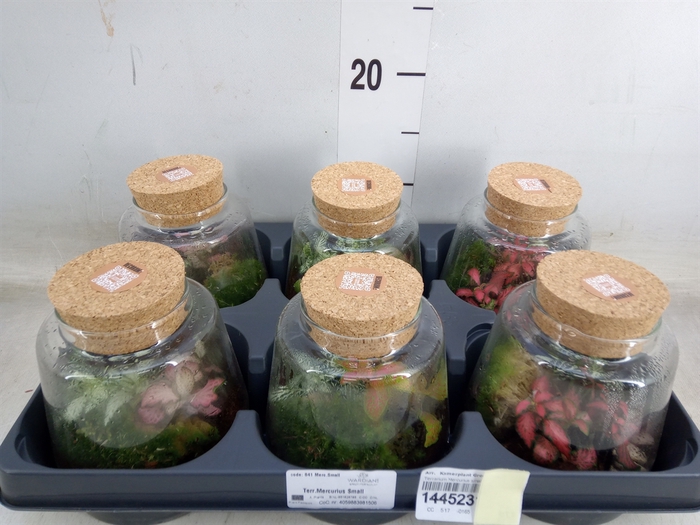 <h4>Arr.   Kamerplant Groen H%</h4>