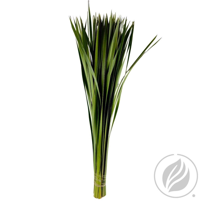 <h4>Typha 90cm</h4>