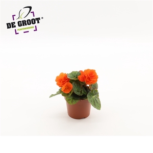 Begonia tuberhybride (Orange)
