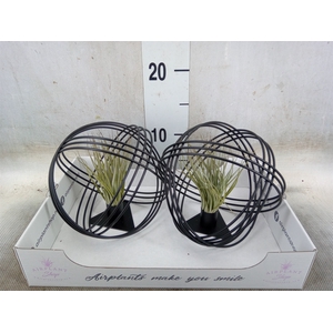 Tillandsia