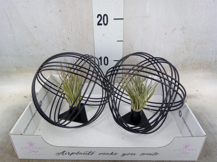 <h4>Tillandsia</h4>