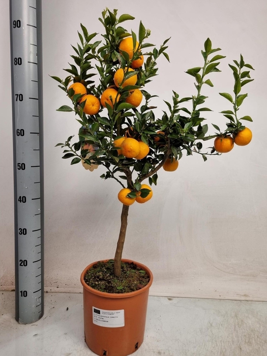 <h4>CITR AU CHINOTTO</h4>