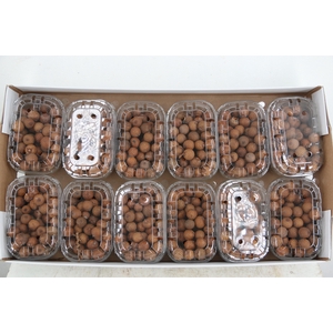 Fruit Rattan Loose Box (125GR)