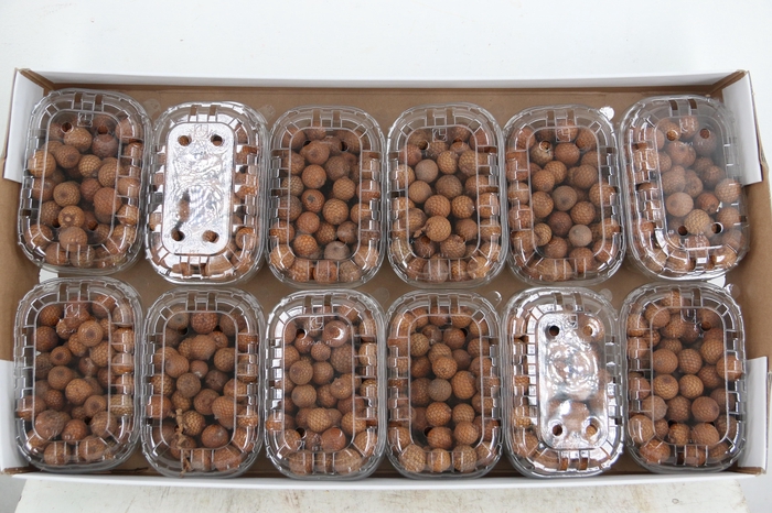 <h4>Fruit Rattan Loose Box (125GR)</h4>