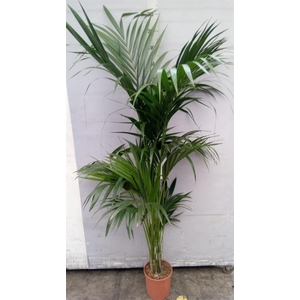 .Howea forsteriana