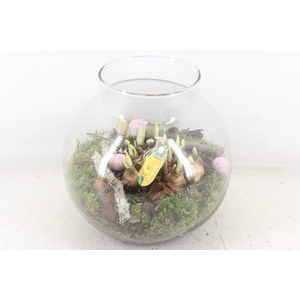 arr4 Narcis PL - Glas bol nek XL Easter