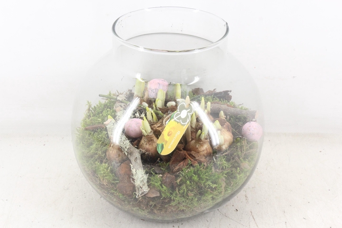 <h4>arr4 Narcis PL - Glas bol nek XL Easter</h4>