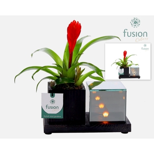 Houten Elegant LED planter met Bromelia