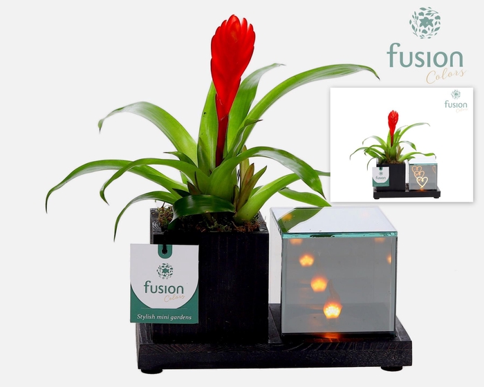 <h4>Houten Elegant LED planter met Bromelia</h4>