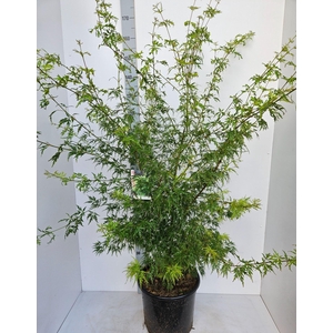 Acer palmatum Seiryu