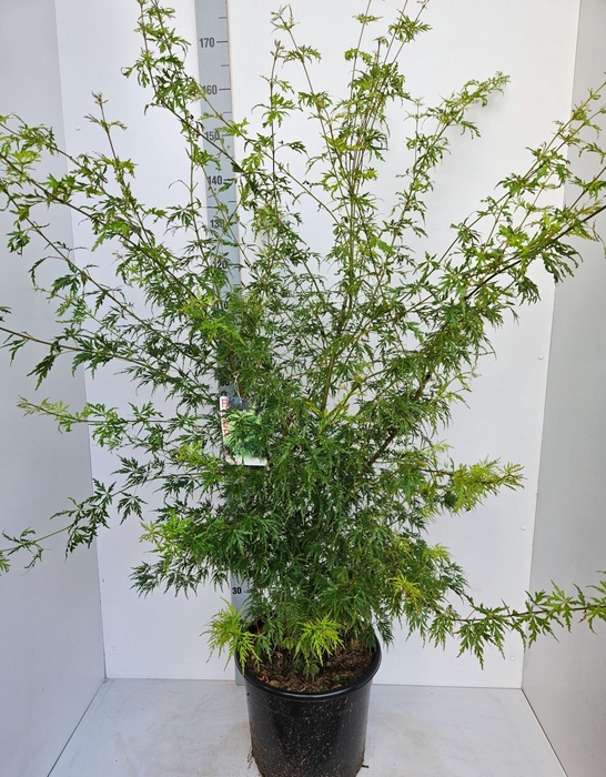 Acer palmatum Seiryu