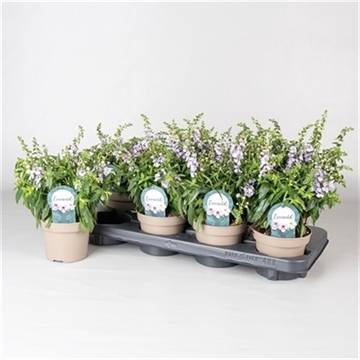 <h4>ANGELONIA PURPLE P12</h4>