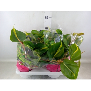 Philodendron scand. 'Brasil'
