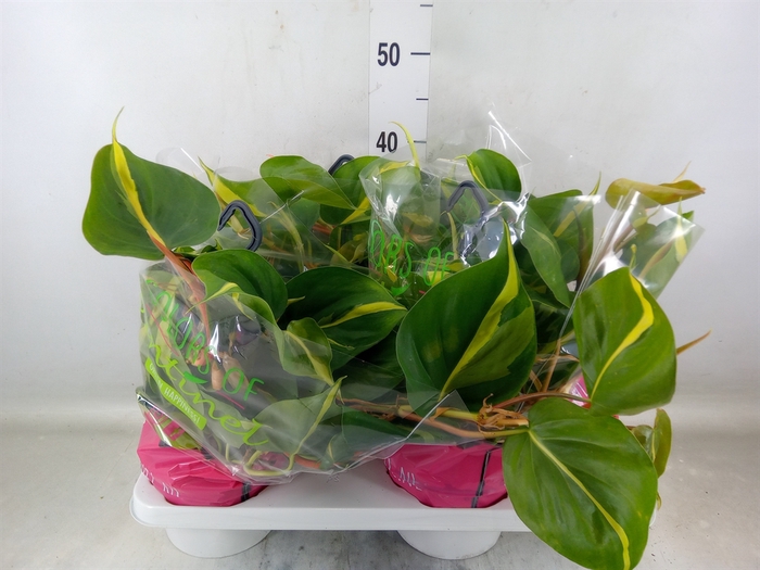 <h4>Philodendron scand. 'Brasil'</h4>