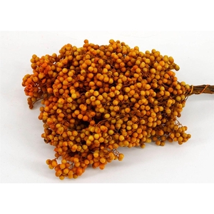 Schinus M Pt Mustard Bunch