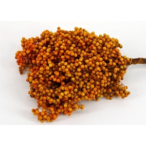 Schinus M Pt Mustard Bunch